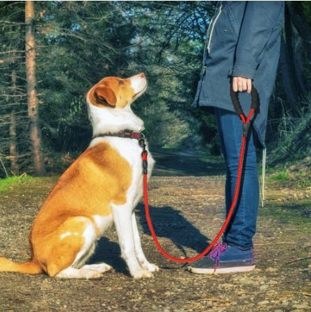 Reflective Nylon Dog Leash - Wholesale Electronics